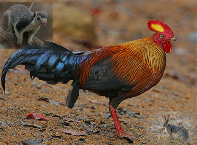 bird watching , Sri Lanka