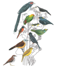 Bird watching , Sri Lanka