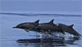 Kalpitiya dolphin watching tour , Sri Lanka