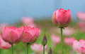 Lotus flowers , Sri Lanka